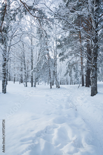 Path in forest among snow trees in winter forest