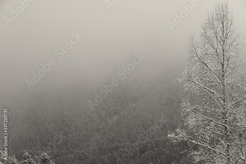 Snow forest in gentle haze of frosty morning