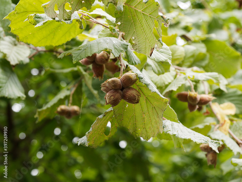 Corylus avellana ou common hazel with red nuts or hazelnuts, round green, leaves with toothed margin photo