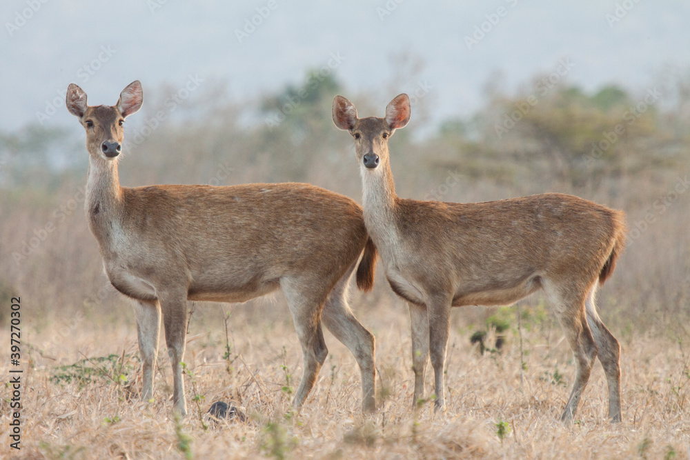 Deer are one of the wild animals found in Baluran National Park, Situbondo, East Java, Indonesia.