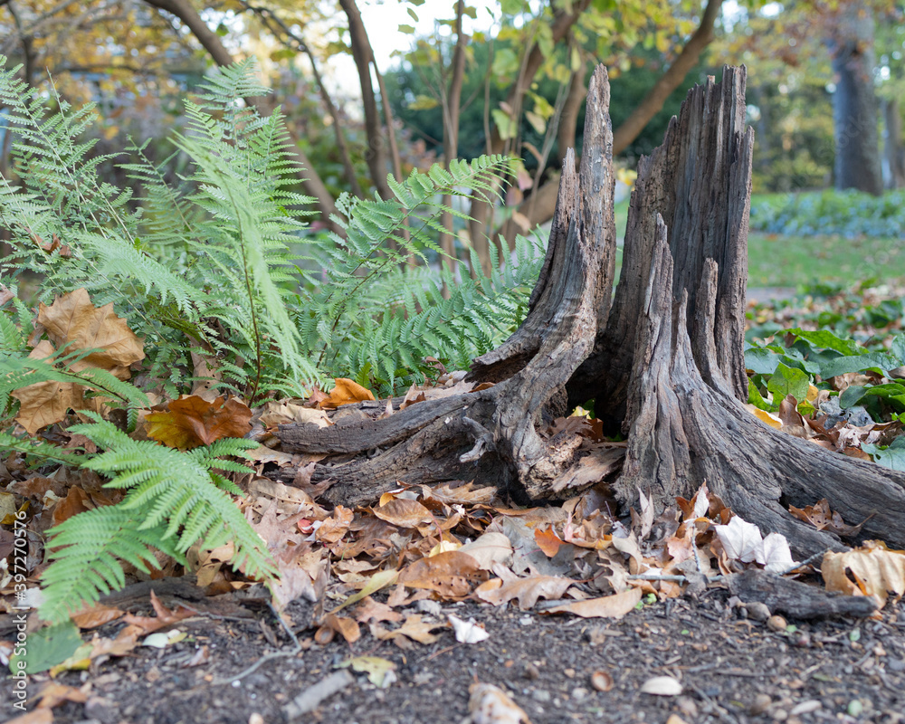 Fototapeta premium Stump and Fern