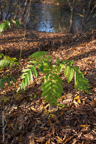 Pterocarya fraxinifolia photo