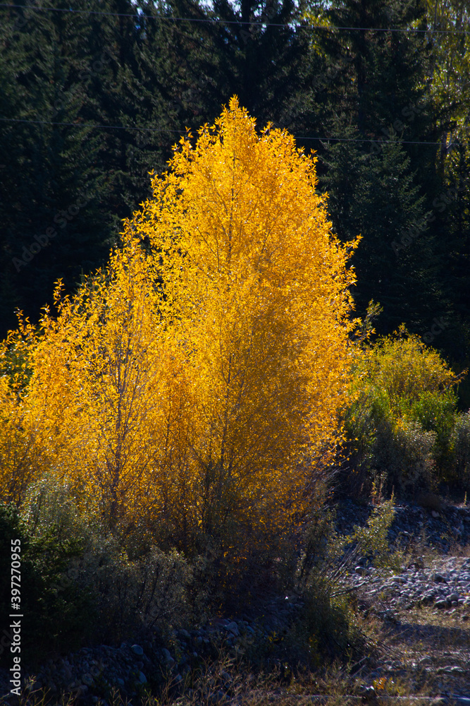 Fototapeta premium Trees with Fall Colors