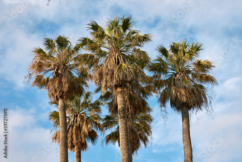 Washingtonia filifera  photo