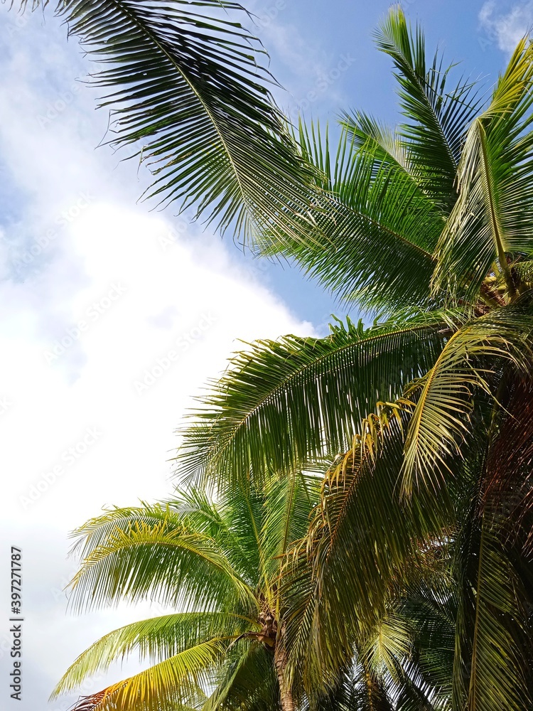 Fototapeta premium coconut tree