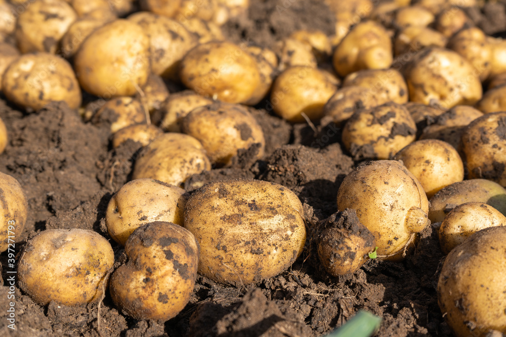 Potato harvest, from a Bush of fruit of freshly dug potatoes on the ground Potato harvest, from a Bush of fruit of freshly dug potatoes on the ground