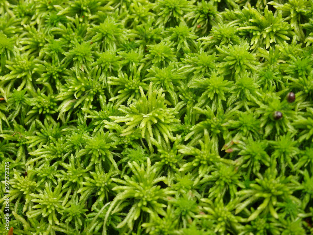 Green moss close up beautiful texture with good outdoor light Green moss close up beautiful texture with good outdoor light