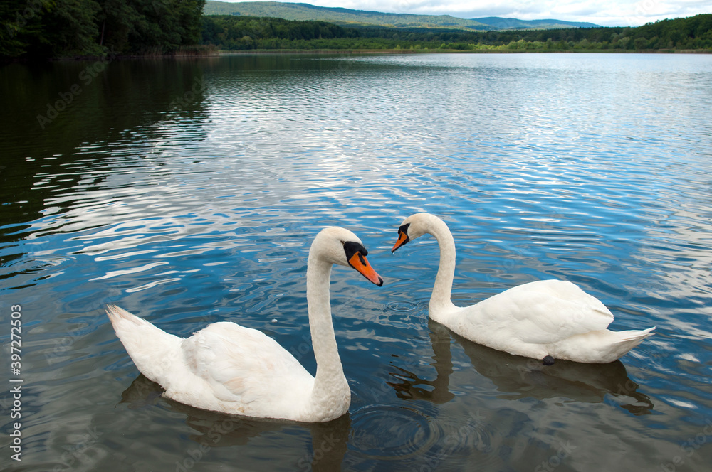white swans group on the lake swim well under the bright sun white swans group on the lake swim well under the bright sun