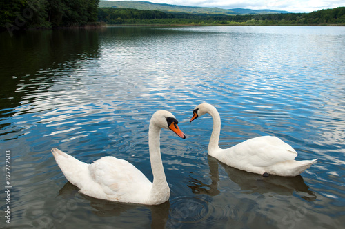 white swans group on the lake swim well under the bright sun