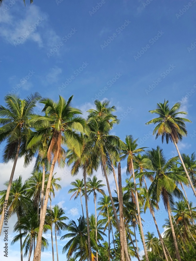 palm trees on blue sky palm trees on blue sky