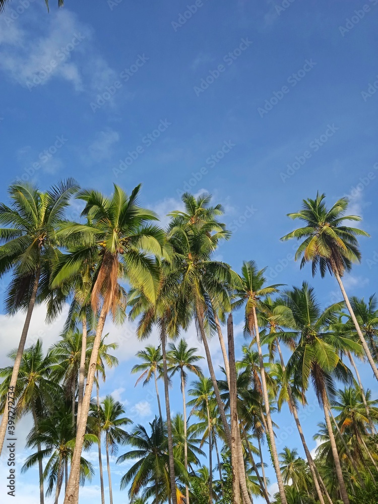 palm trees on blue sky