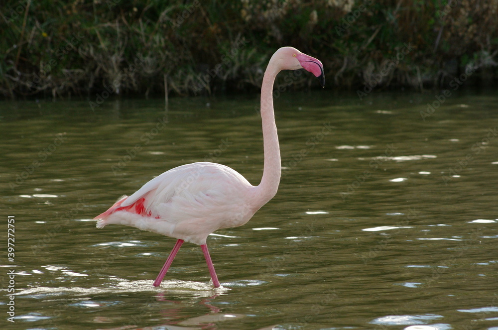 Flamant rose de profil marchant dans un étang en Camargue