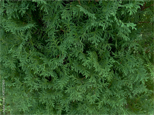 Branches of European thuja fir-needle bright green juicy color captured outdoors in the daytime. For Christmas  new year and other backgrounds.