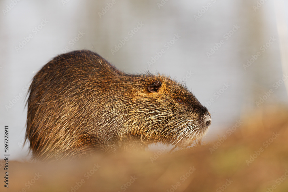 nutria (Myocastor coypus) a male photographed from a distance nutria (Myocastor coypus) a male photographed from a distance
