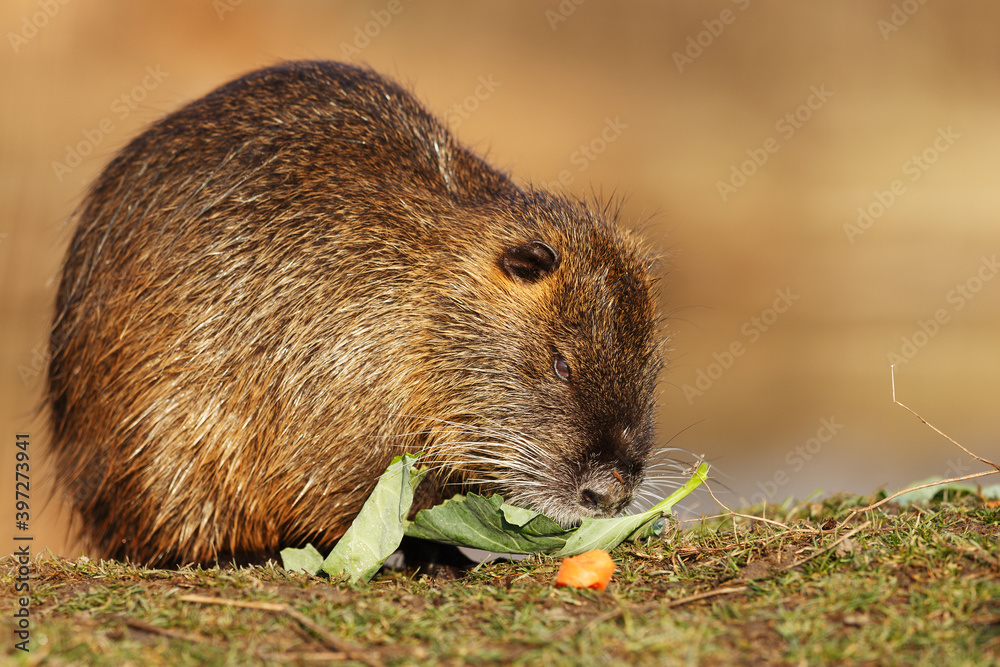 nutria (Myocastor coypus) eats leftover salad and carrots nutria (Myocastor coypus) eats leftover salad and carrots