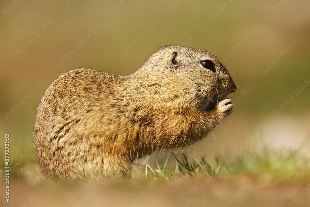 European ground squirrel (Spermophilus citellus) eats seeds close up European ground squirrel (Spermophilus citellus) eats seeds close up