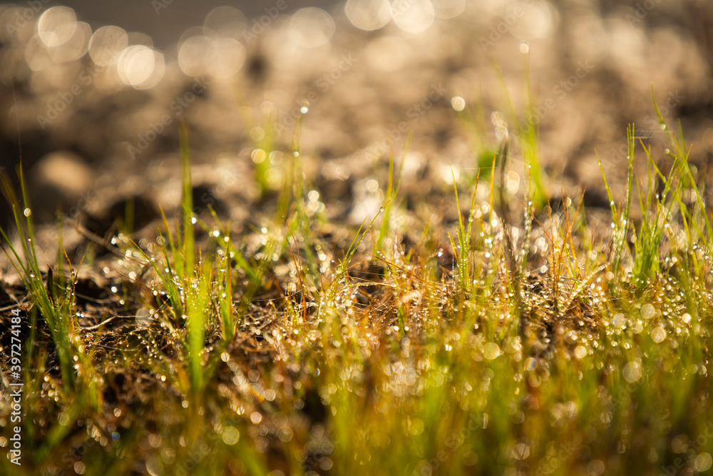 Droplet water on grass in the early morning. Droplet water on grass in the early morning.