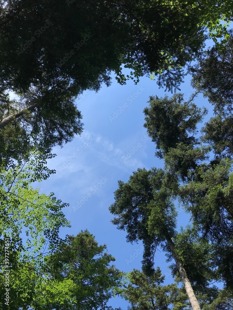 Trees and the Sky Trees and the Sky