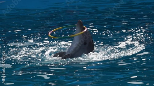 A cheerful dolphin is spinning a hoop. Dolphin show at the dolphinarium. Slow mo