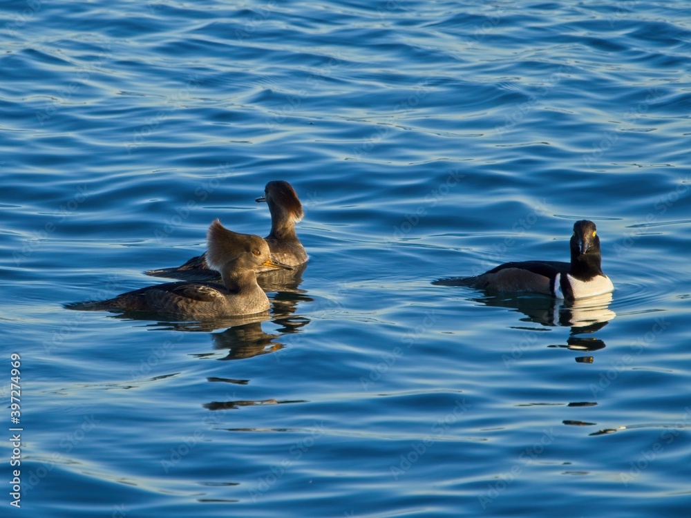 Hooded mergansers ( Lophodytes cucullatus) swim in blue ocean waters off the coast of Vancouver Island, British Columbia Hooded mergansers ( Lophodytes cucullatus) swim in blue ocean waters off the coast of Vancouver Island, British Columbia