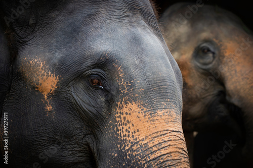 Fototapeta Naklejka Na Ścianę i Meble -  Close Up Of Elephant, Dramatic Portrait Animal.