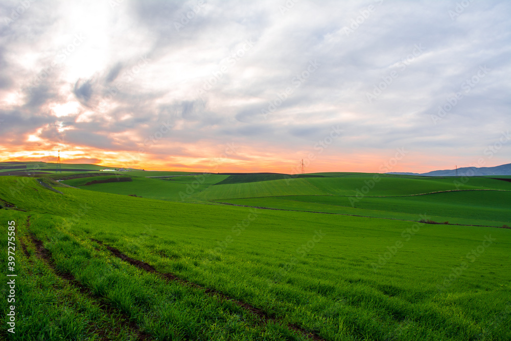 Fototapeta premium Sunrise on the agricultural wheat plains. Wheat field early in the morning at sunrise behind the mountain