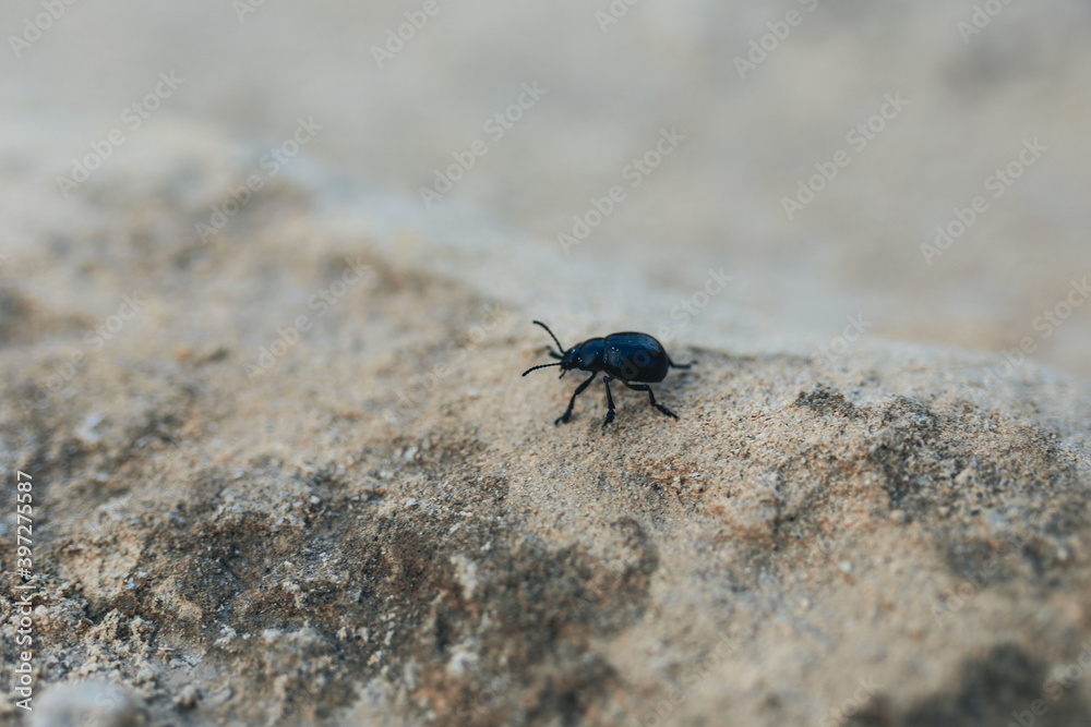 Stercorario su terreno sabbioso  