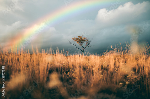 Albero isolato con arcobaleno nel cielo  photo