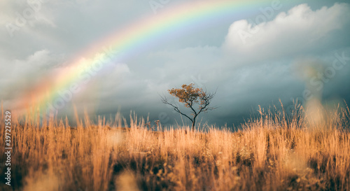 Steppa con arcobaleno e albero solitario  photo