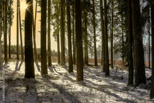 Fototapeta Naklejka Na Ścianę i Meble -  zima w lesie ma Mazurach w północno-wschodniej Polsce