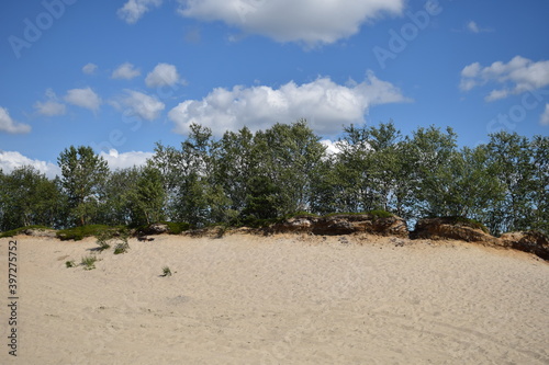 Dwarf trees on the edge of a sand spit in northern Russia on a summer sunny day.
