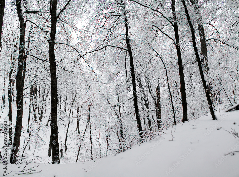 Fototapeta premium The deep forest of Sabaduri in the snowy winter