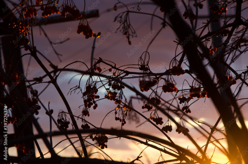 Viburnum branches and sunset, composed as a rising from the dried tree which makes the paint portrait Viburnum branches and sunset, composed as a rising from the dried tree which makes the paint portrait