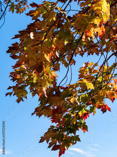 autumn leaves against sky