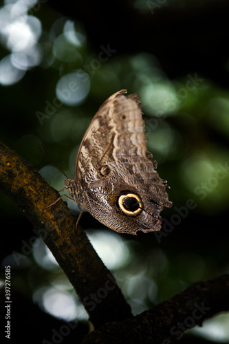 brown butterfly with eye spots on a branch