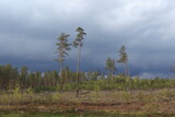 Storm in forest in Spring
