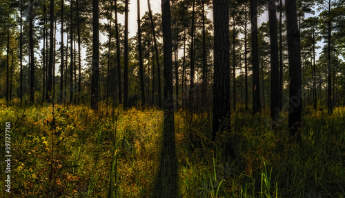 Sumter Forest with sunlight casting shadows photo