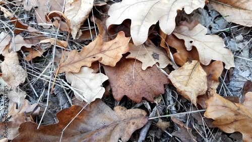 Autumn oak leaves fallen on the forest road closeup. photo