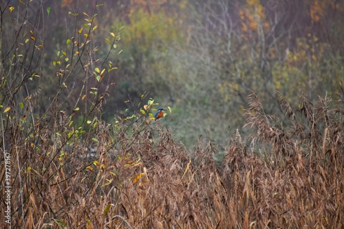 Kingfisher 