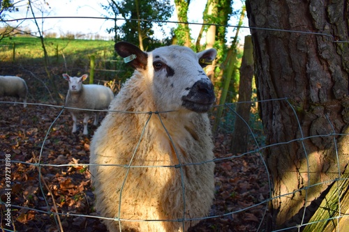 Sheep