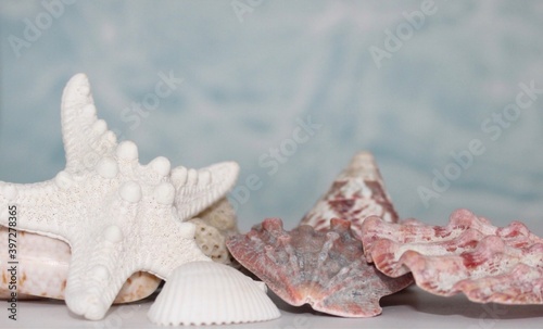 sea shells against blue background copy space
