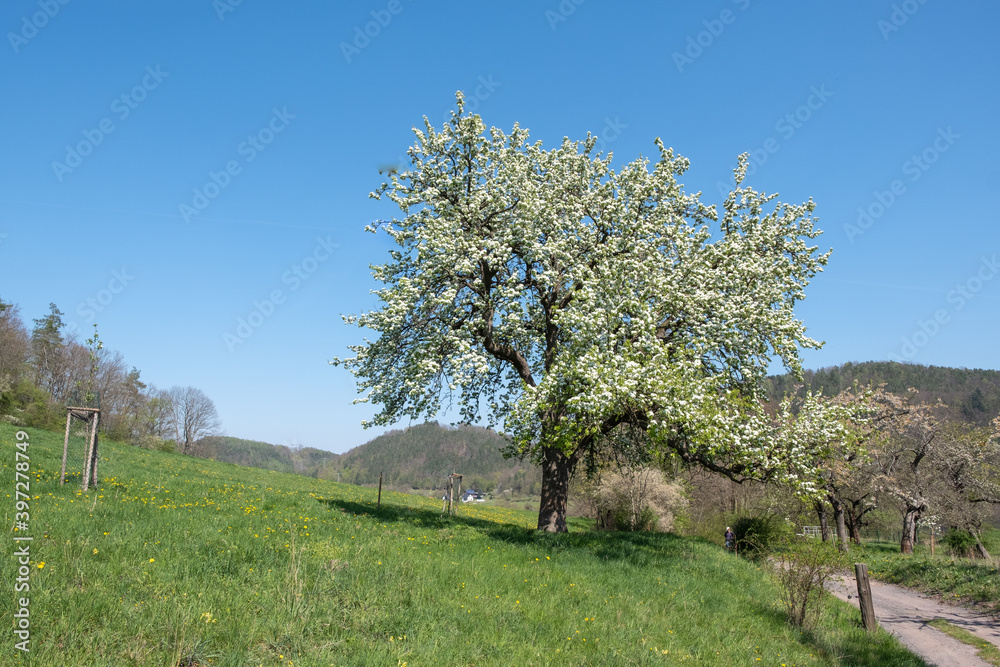 Pyrus communis Wioldbirne in Vollblüte Pyrus communis Wioldbirne in Vollblüte