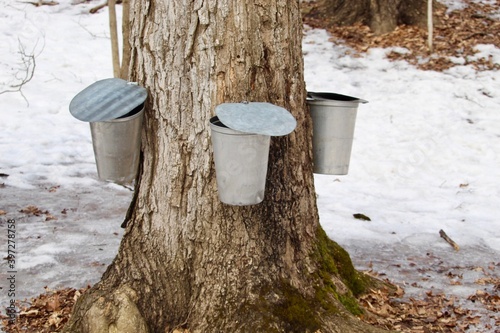 maple syrup tree with catch containers