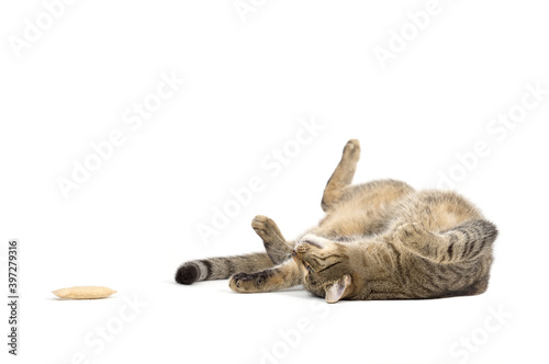 Adult grey tabby cat playing isolated on white background