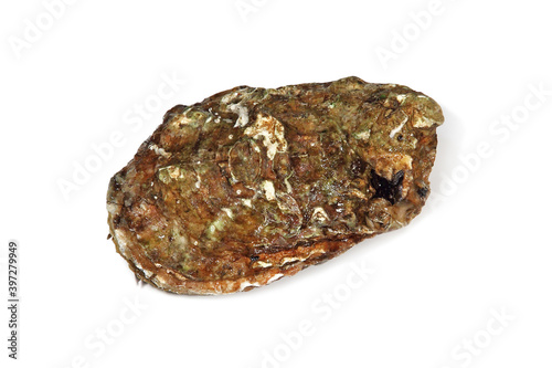Raw oyster taken closeup isolated on white background.