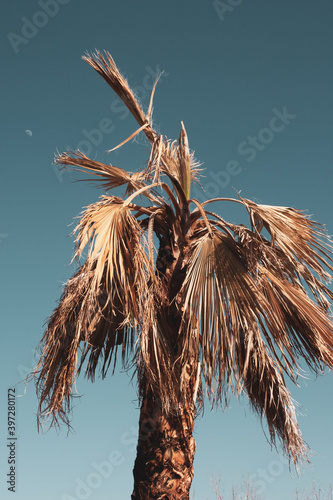 dead palm tree with blue sky