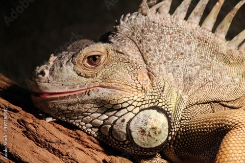 close up of iguana on tree branch