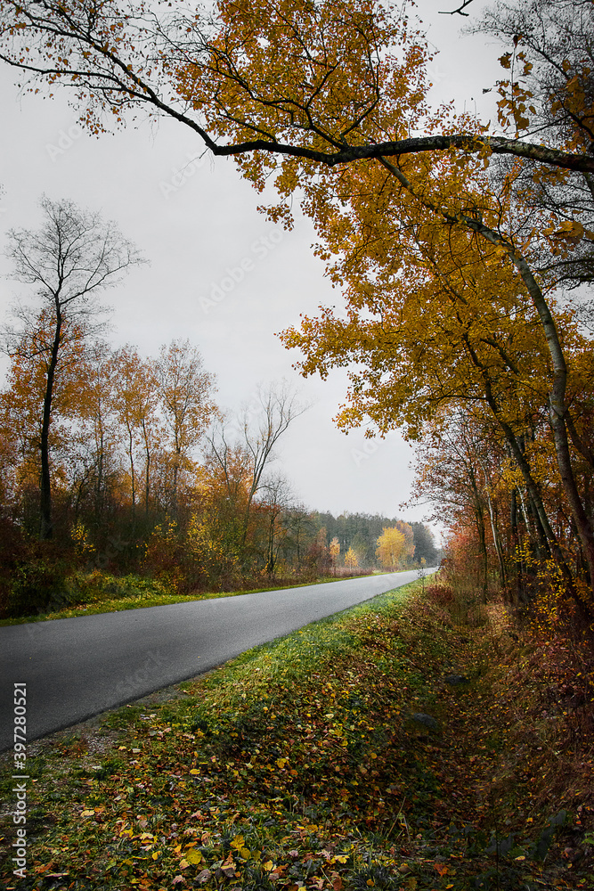 Obraz premium The road and gold autumn. Leaves falling from trees. Color trees