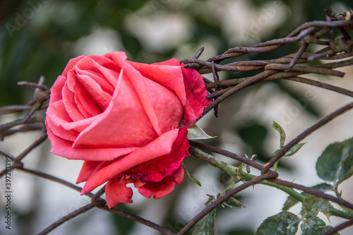 La rosa imprigionata photo