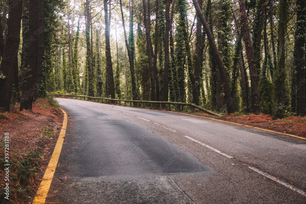 Empty narrow curved asphalt roadway running between tall green trees in summer forest Empty narrow curved asphalt roadway running between tall green trees in summer forest